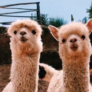 Meet your Posher, Deanna